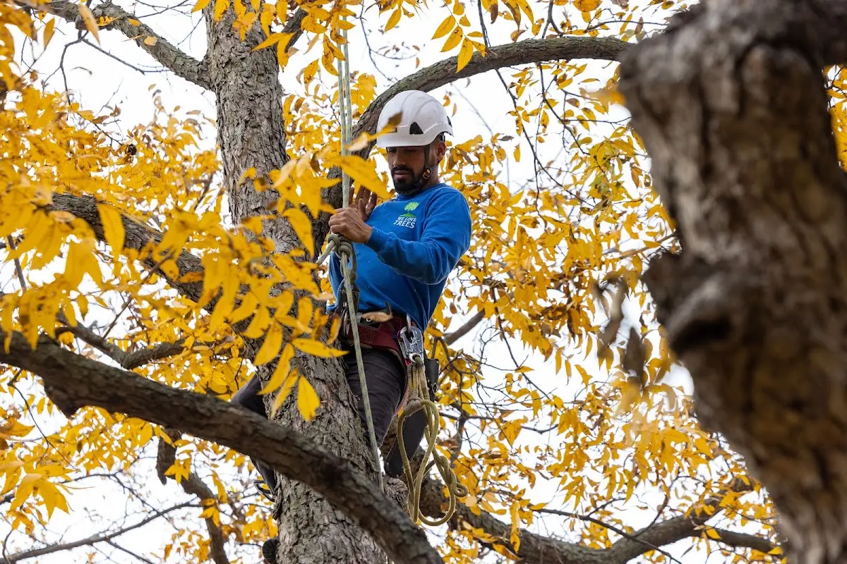 Skilled Storm Damage Cleanup crew working in Kent